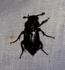 Nicrophorus pustulatus