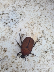 Allorrhina cornifrons