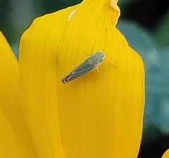 Sibovia