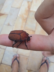 Allorrhina cornifrons