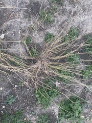 Bothriochloa ischaemum