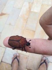 Allorrhina cornifrons