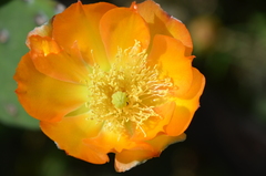 Opuntia megapotamica