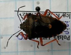 Pinthaeus sanguinipes