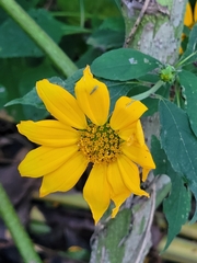Sibovia