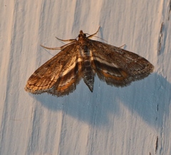 Parapoynx obscuralis