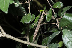 Trachythorax maculicollis