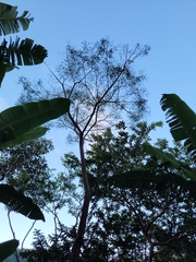 Schizolobium parahyba