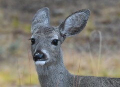 Odocoileus virginianus couesi