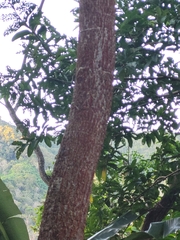 Schizolobium parahyba