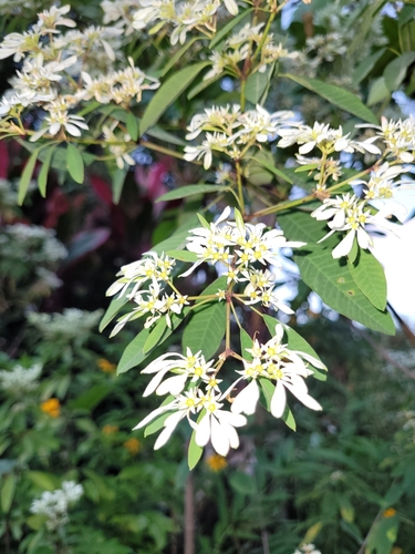 Euphorbia leucocephala image