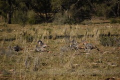Meleagris gallopavo intermedia
