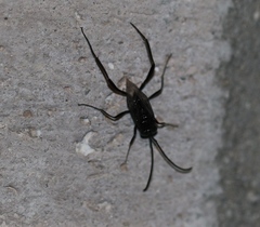 Evania appendigaster