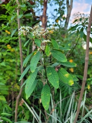 Euphorbia leucocephala