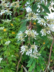 Euphorbia leucocephala