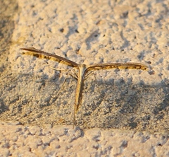 Pterophorinae