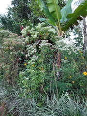 Euphorbia leucocephala