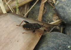 Anasa scorbutica