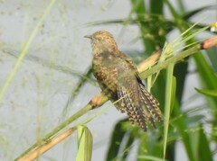 Cacomantis merulinus