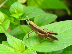 Phlaeoba fumosa