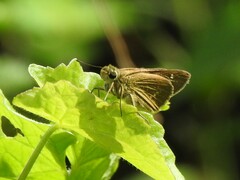 Polytremis lubricans