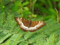 Euthalia monina