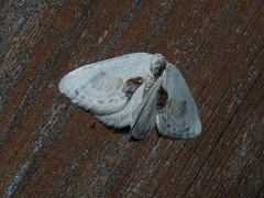 Cilix glaucata