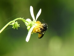 Megachile disjuncta