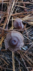 Inocybe lilacina