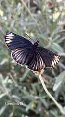 Chlosyne ehrenbergii