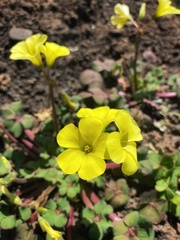 Oxalis compressa