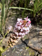 Satyrium rhynchanthum