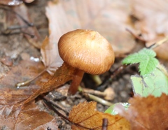 Cortinarius cinnamomeus
