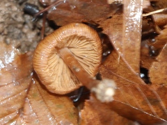 Cortinarius cinnamomeus