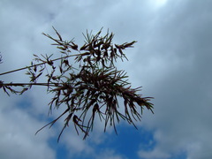 Poa bulbosa vivipara