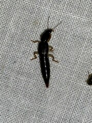 Pinophilus