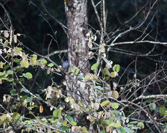 Hypsipetes leucocephalus