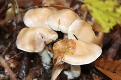 Pholiota lenta