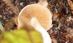 Pholiota lenta