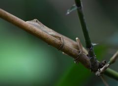 Pseudocalotes microlepis