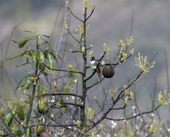 Pycnonotus xanthorrhous