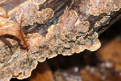 Stereum sanguinolentum