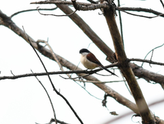 Lanius collurioides