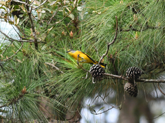 Pericrocotus ethologus