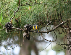 Pericrocotus ethologus