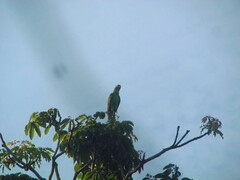 Amazona ochrocephala