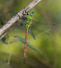 Coryphaeschna adnexa