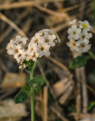 Heliotropium hirsutissimum