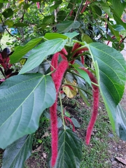 Acalypha hispida
