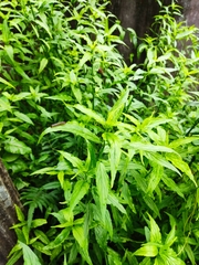 Clinacanthus nutans